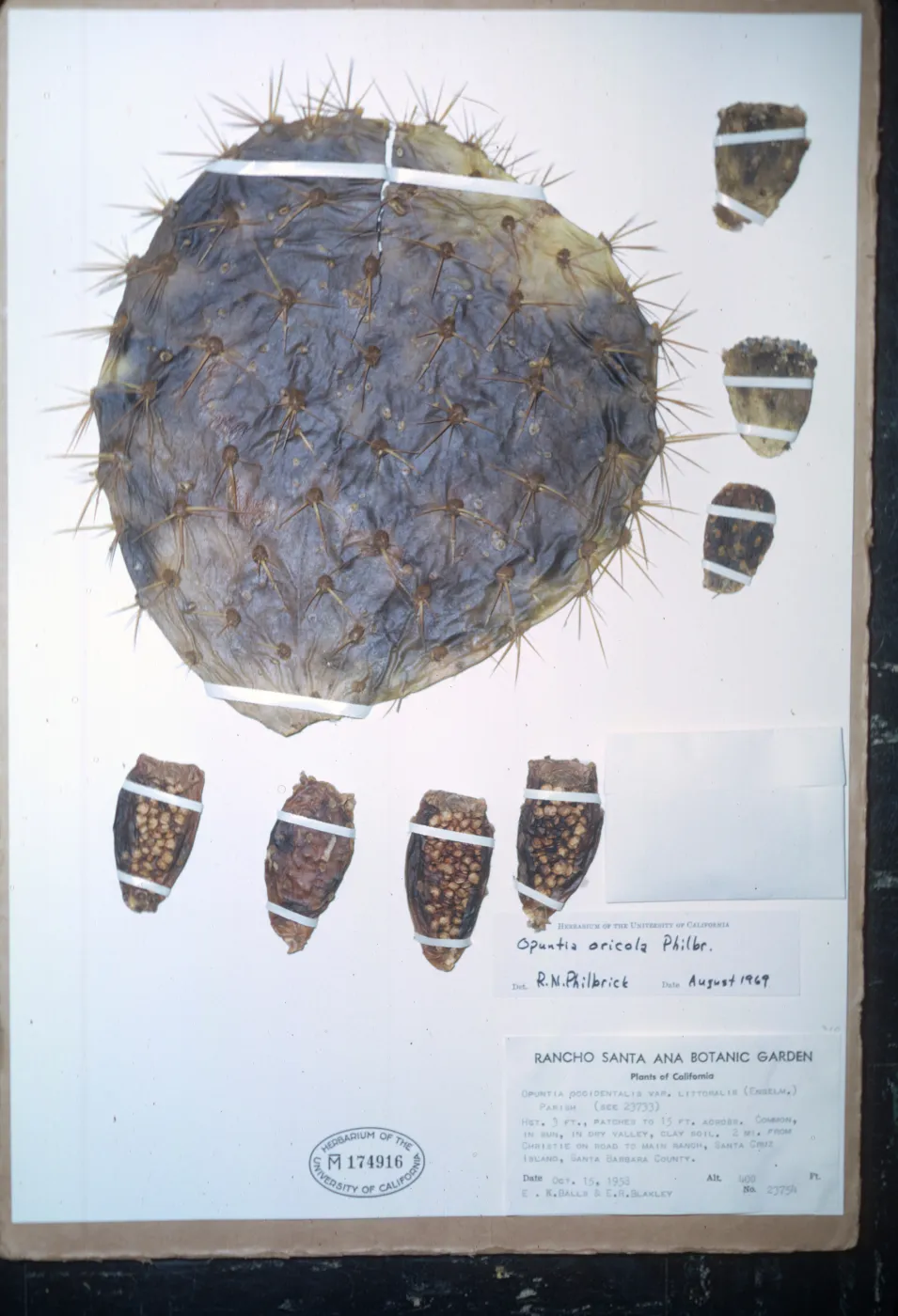 Herbarium Specimen of Opuntia oricola from Santa Cruz Island
