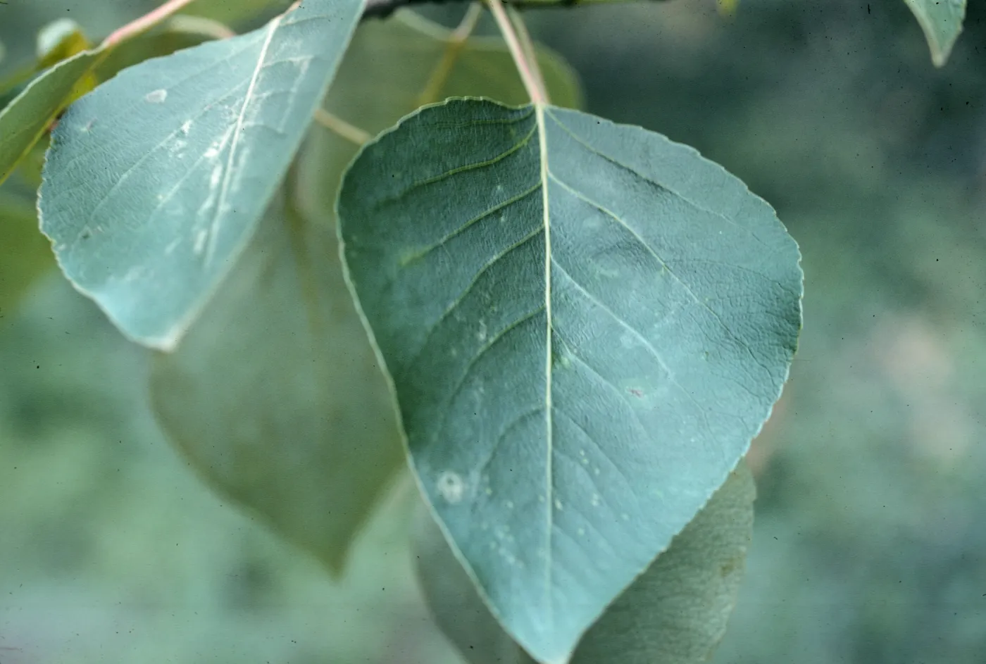 Leaves of Populus