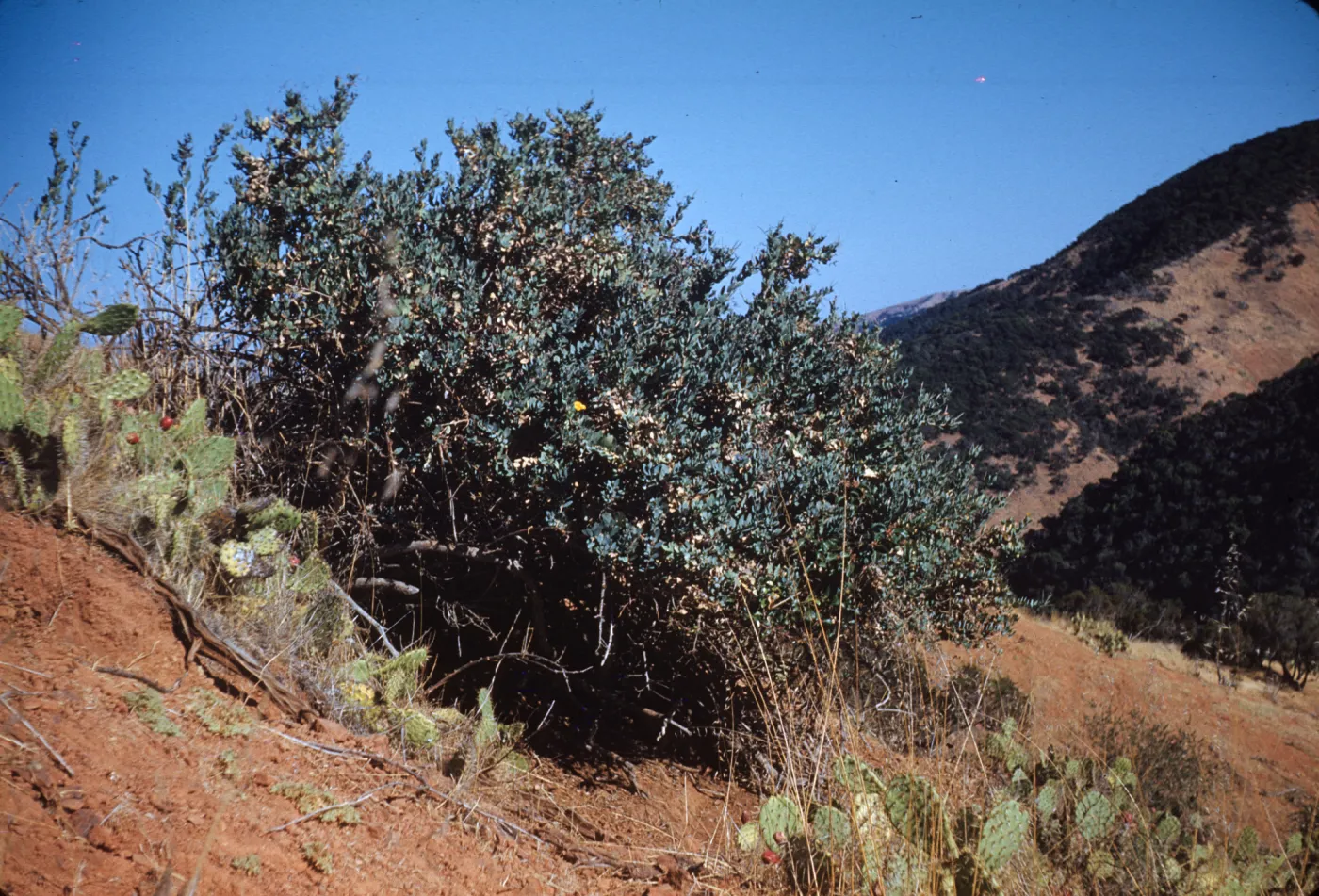 Dendromecon harfordii, island bush poppy, Santa Cruz Island