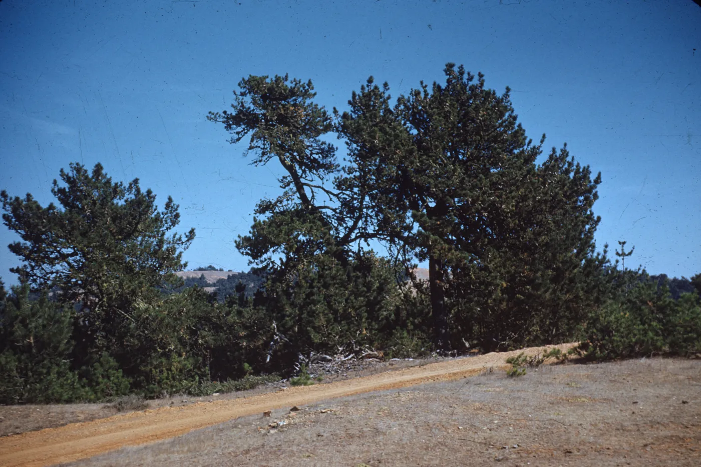 Pinus muricata, Santa Cruz Island