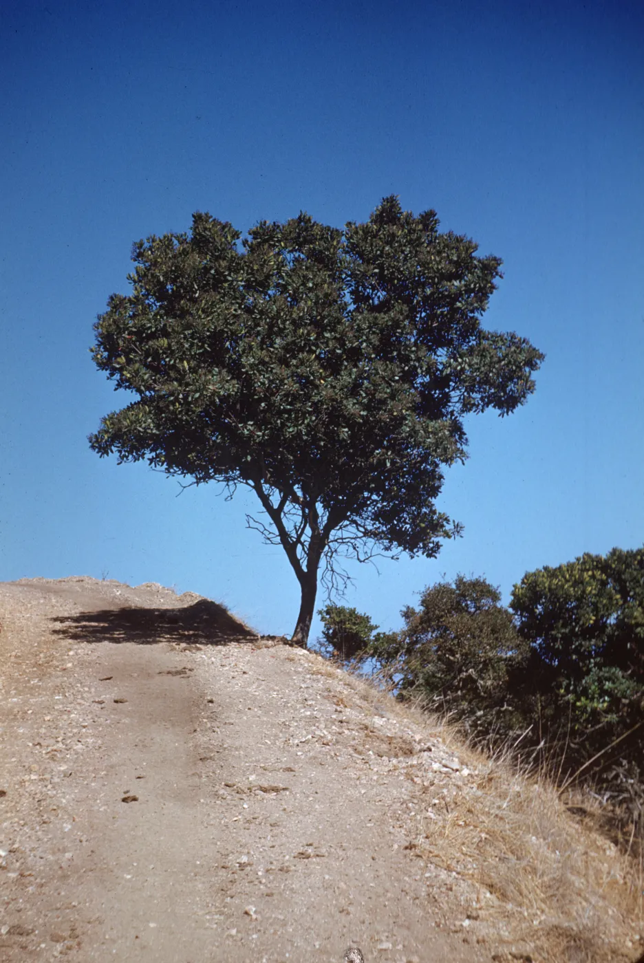 Santa Cruz Island, Rhamnus