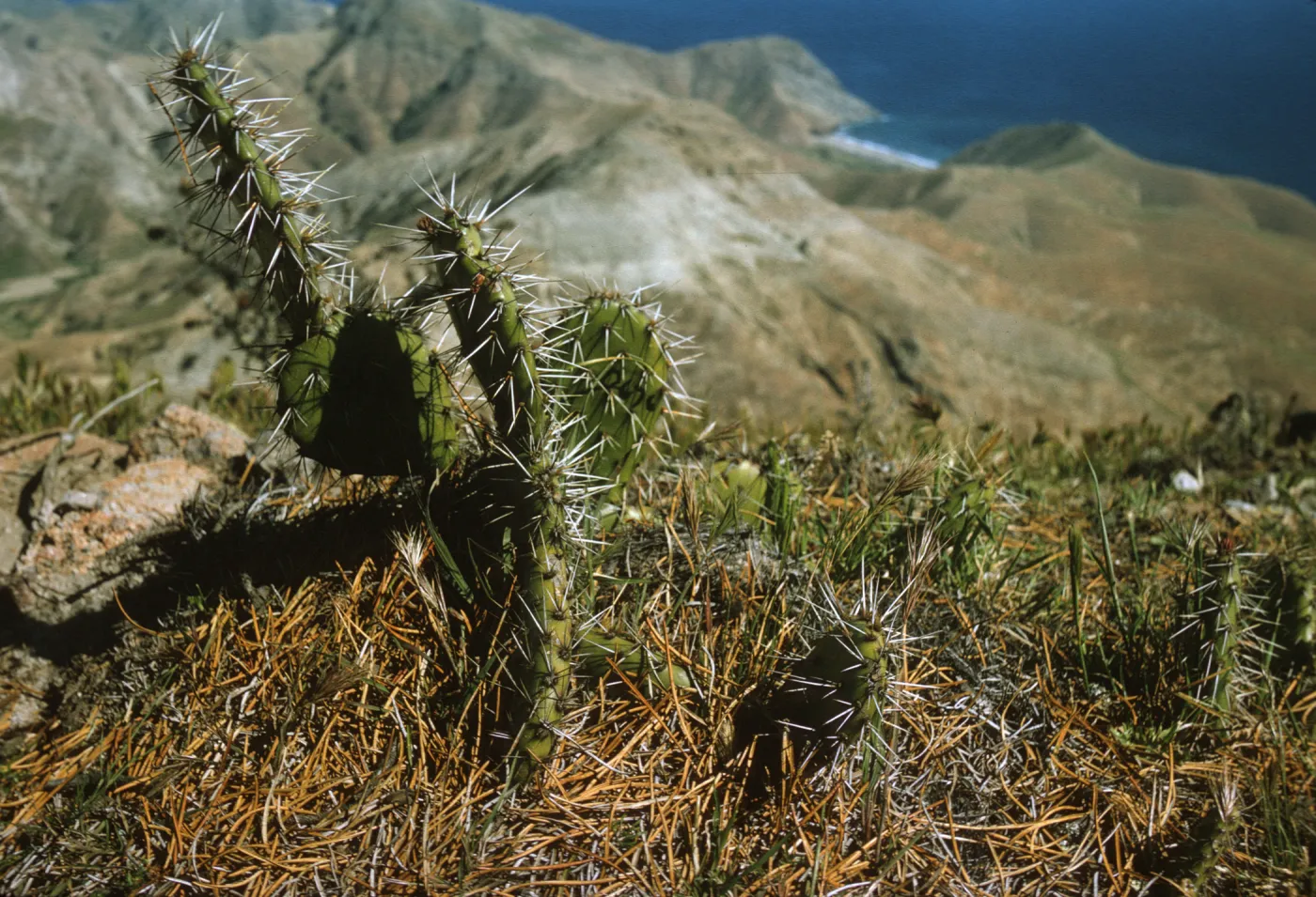 Santa Cruz Island; Opuntia littoralis