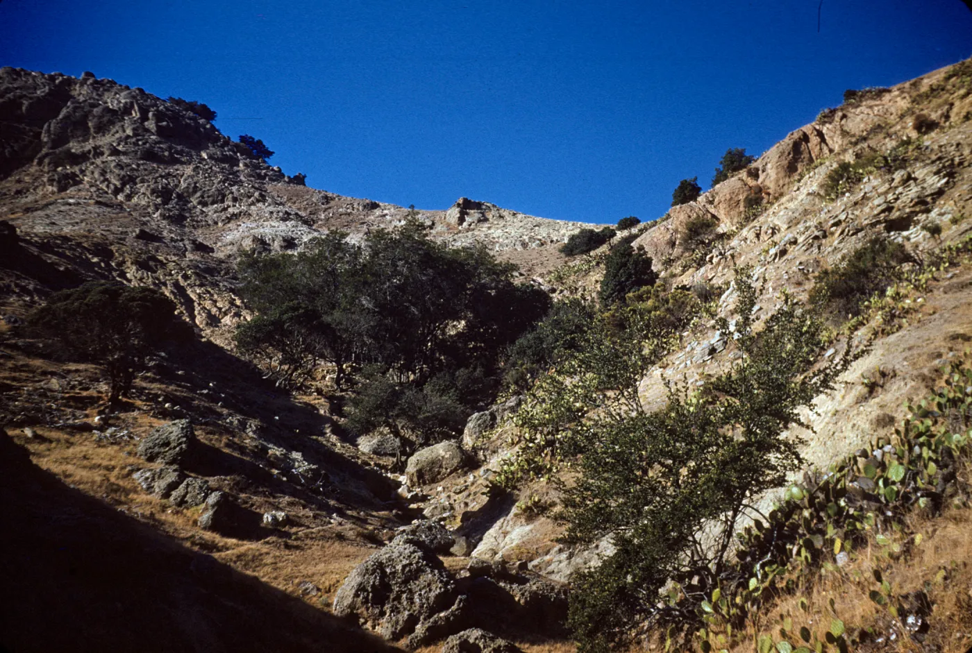 Lyonothamnus Grove in Laguna Canyon on Santa Cruz Island