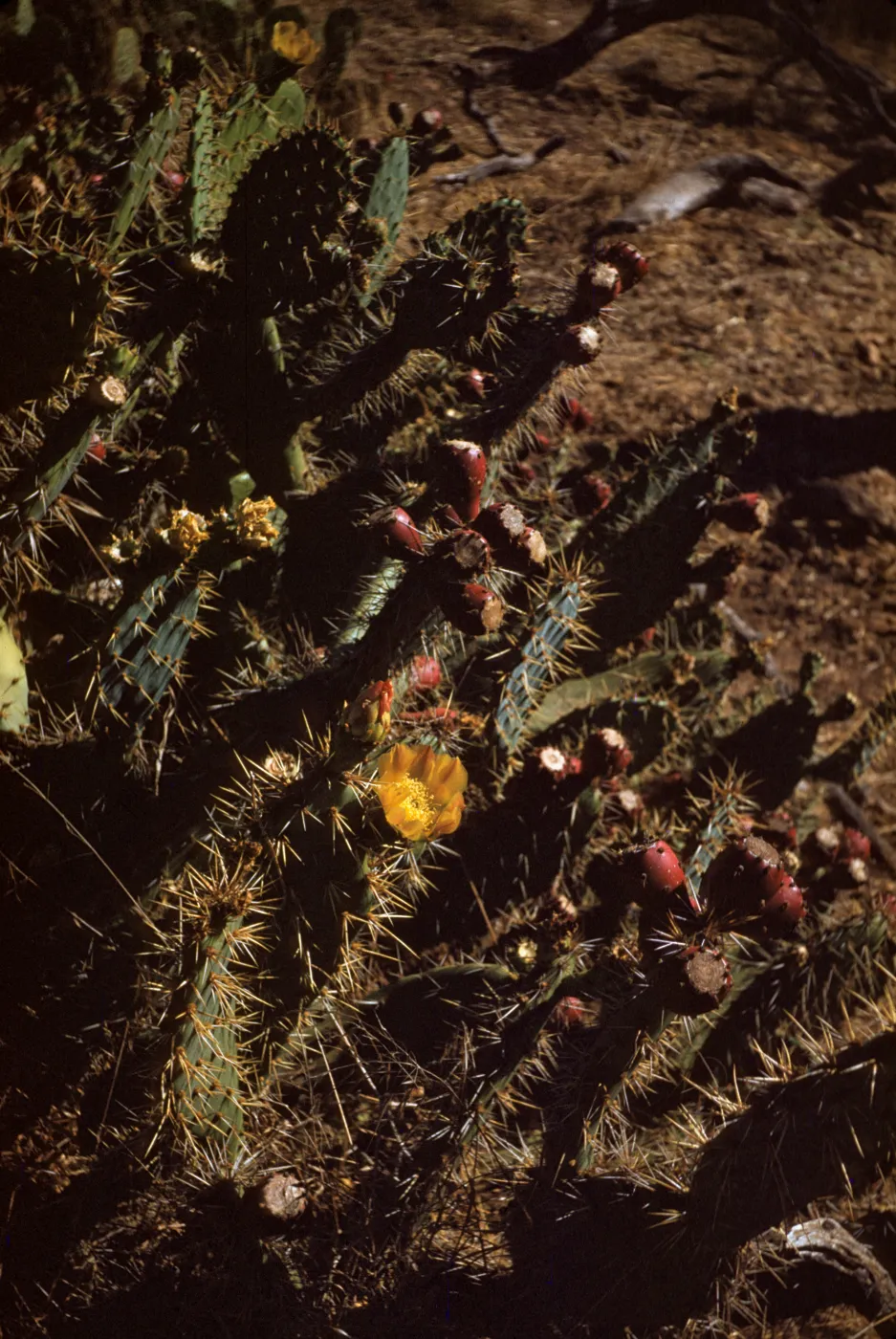 Opuntia littoralis Near El Sobrante on Santa Cruz Island