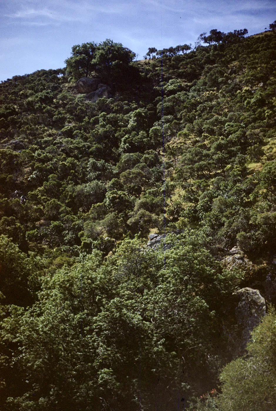 Chaparral with Lyonothamnus floribundus in Distance on Santa Cruz Island