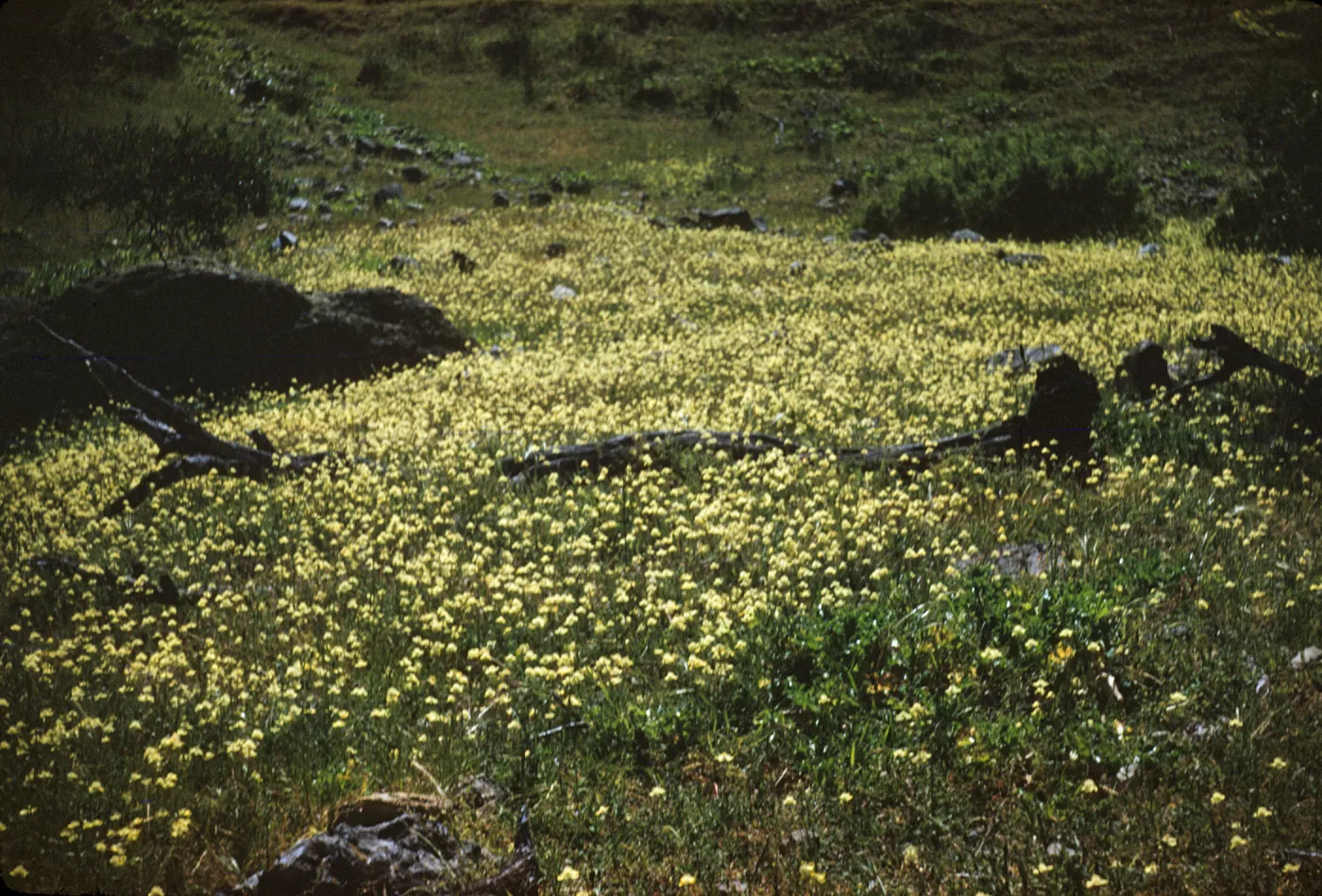 Creamcups blooming at Coches Prietos, Santa Cruz Island