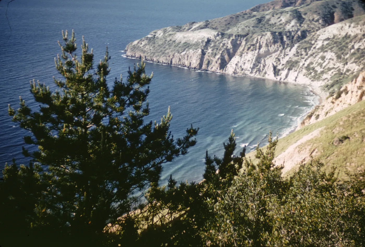 Pines above China Harbor