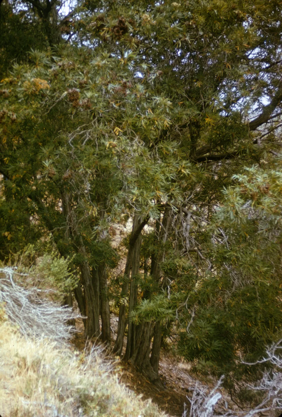 Santa Cruz Island Ironwood