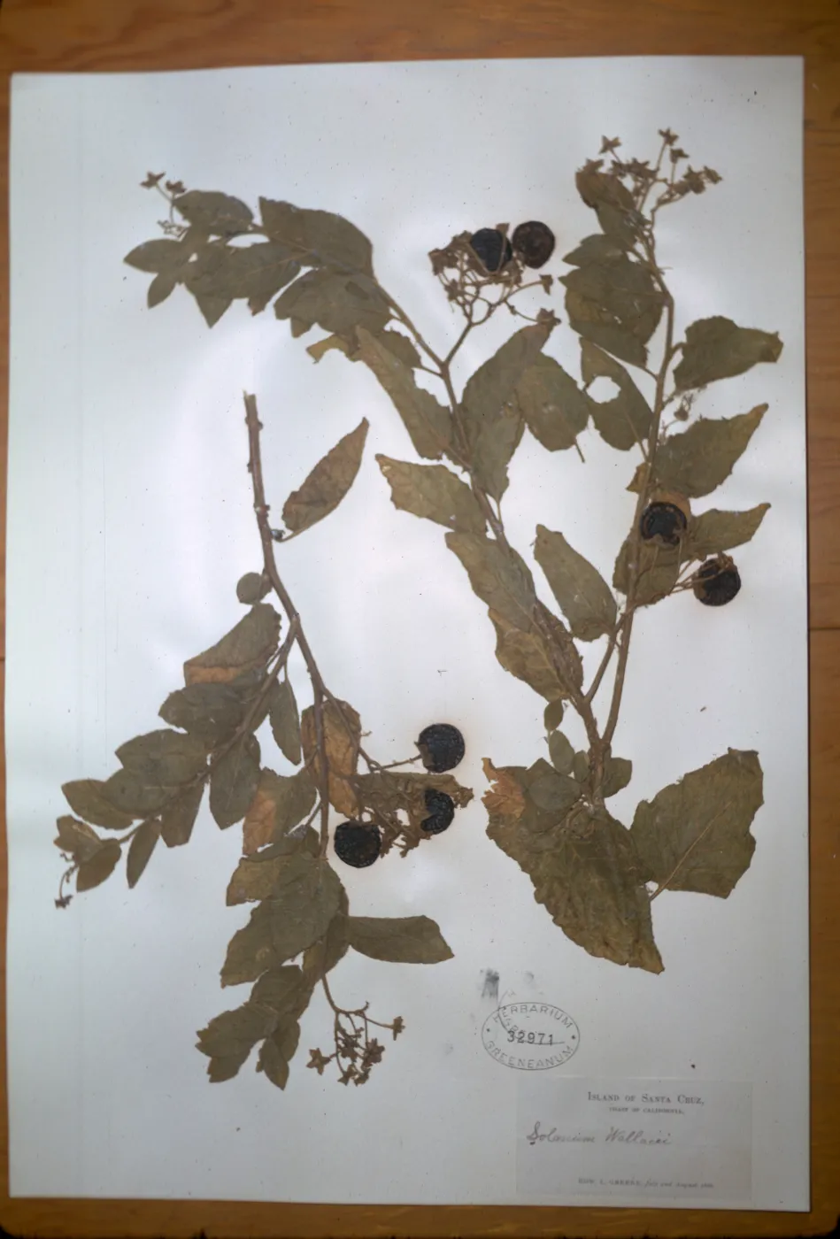 Herbarium specimen of Solanum wallacei from Santa Cruz Island