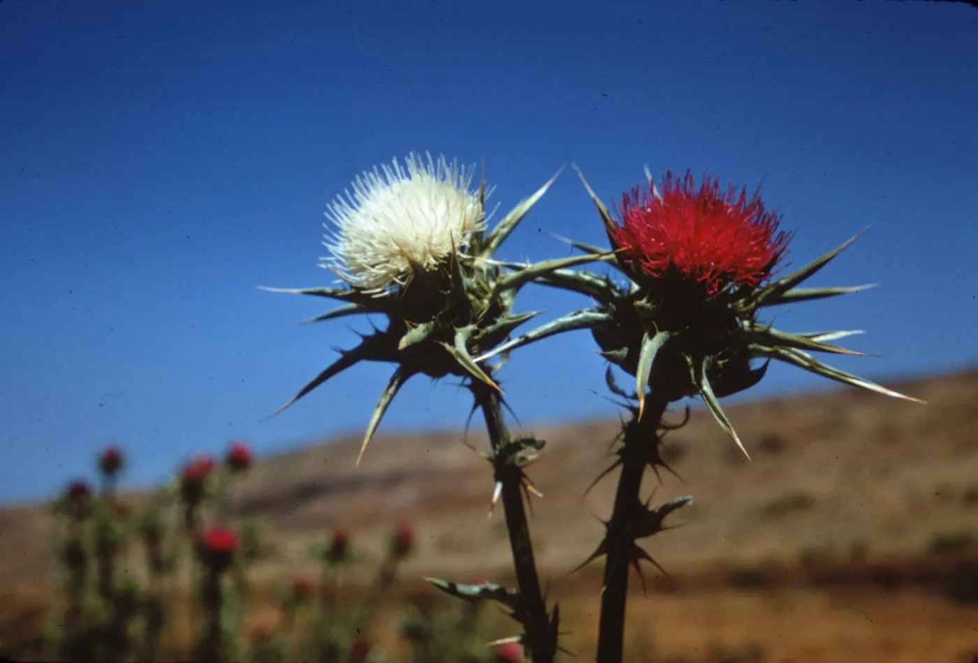 white flowered and normal red flowered Silybum marianum