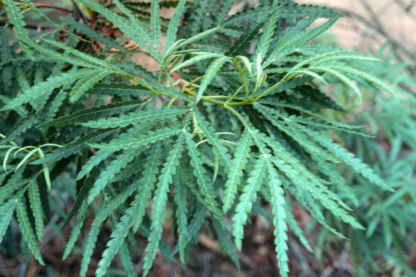 leaves of Lyonothamnus