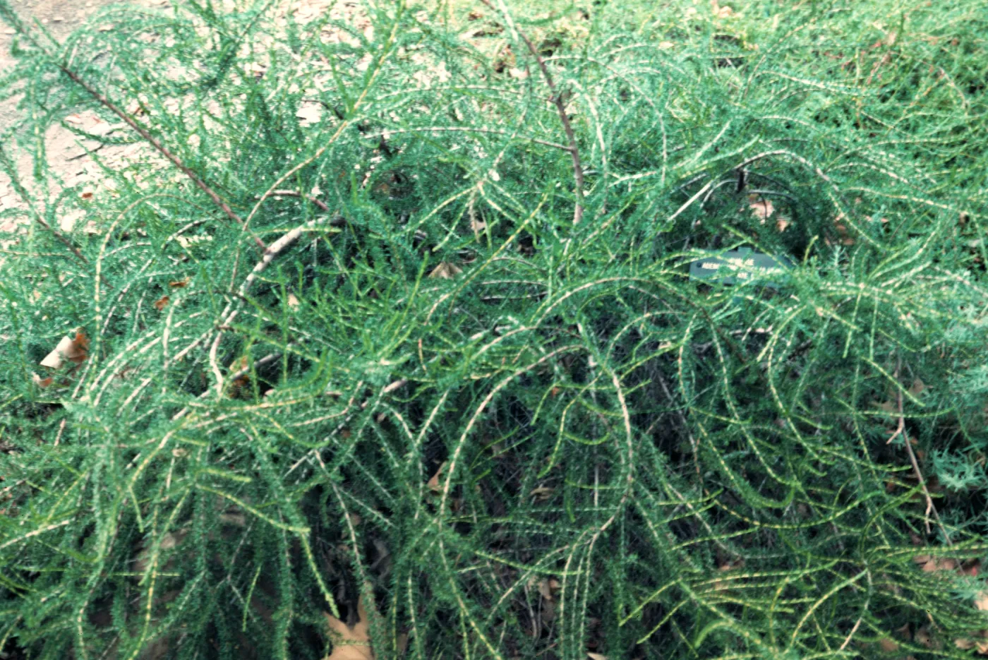Adenostoma fasciculatum