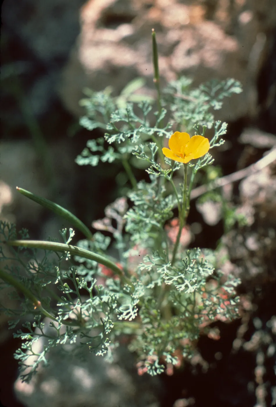 Santa Cruz Island, Eschscholzia ramosa