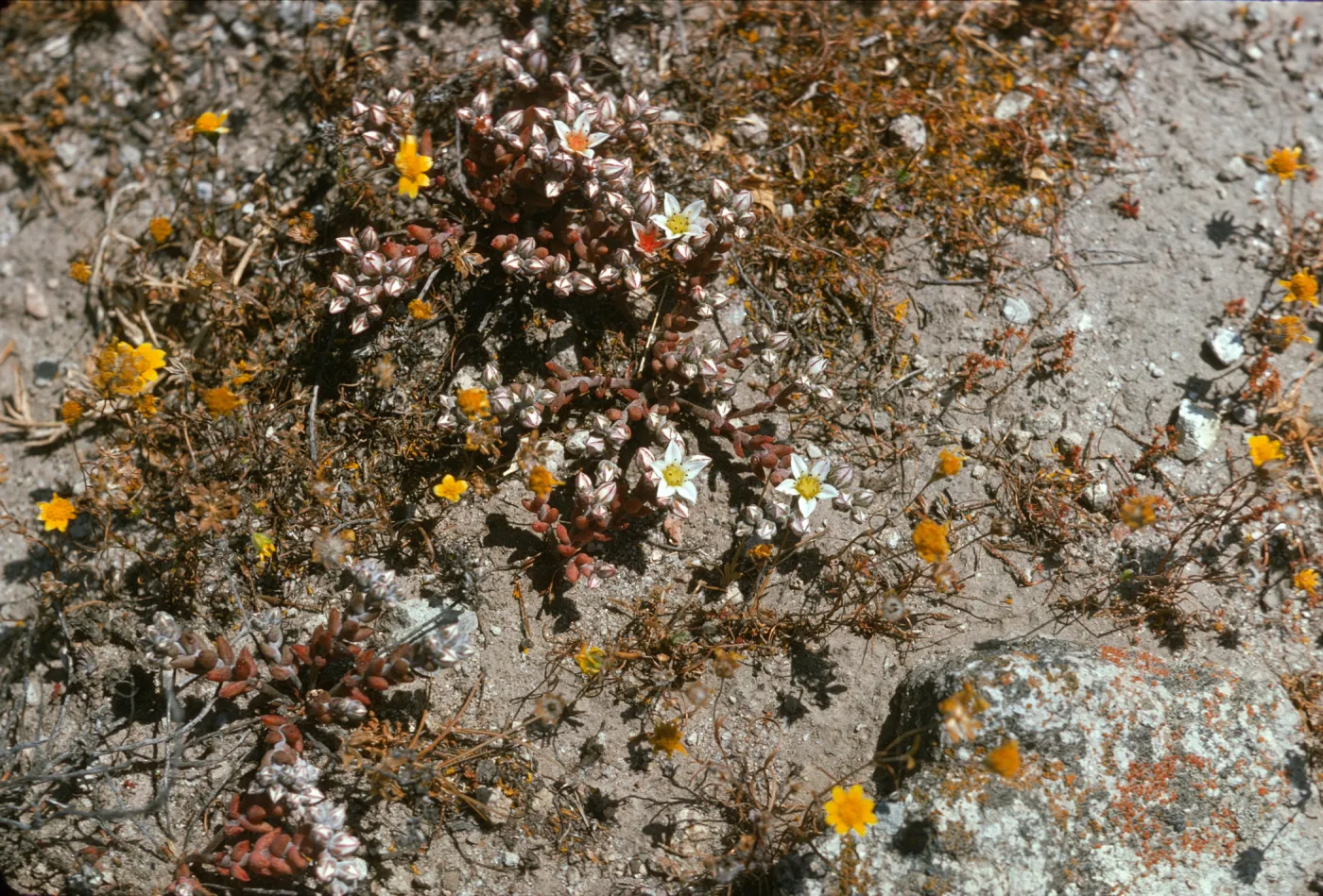 Dudleya blochmaniae ssp. insularis, Santa Rosa Island