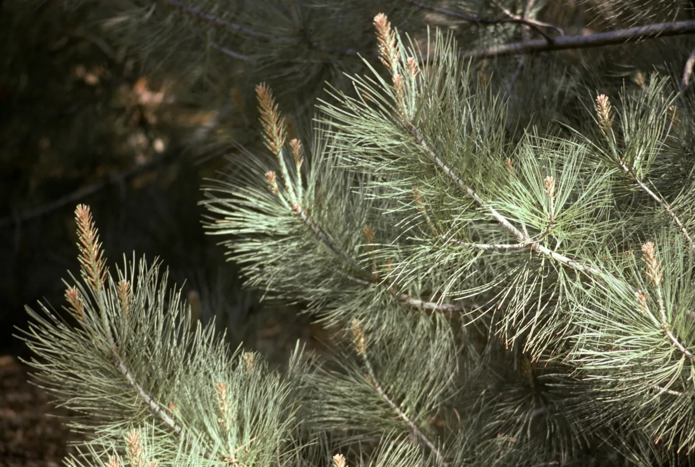 Pinus torreyana, Santa Rosa Island