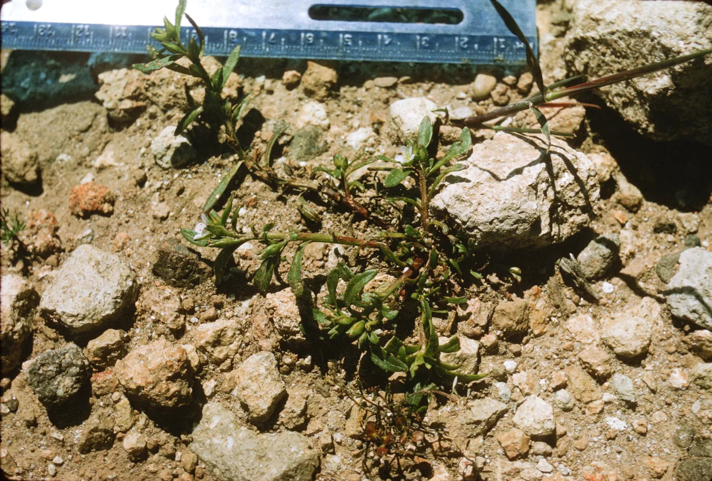 Santa Cruz Island; Calandrinia