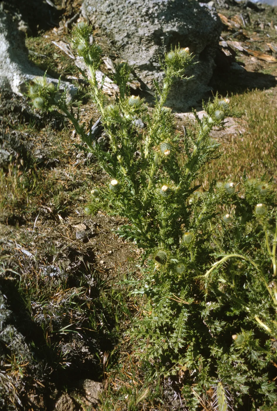 Santa Cruz Island