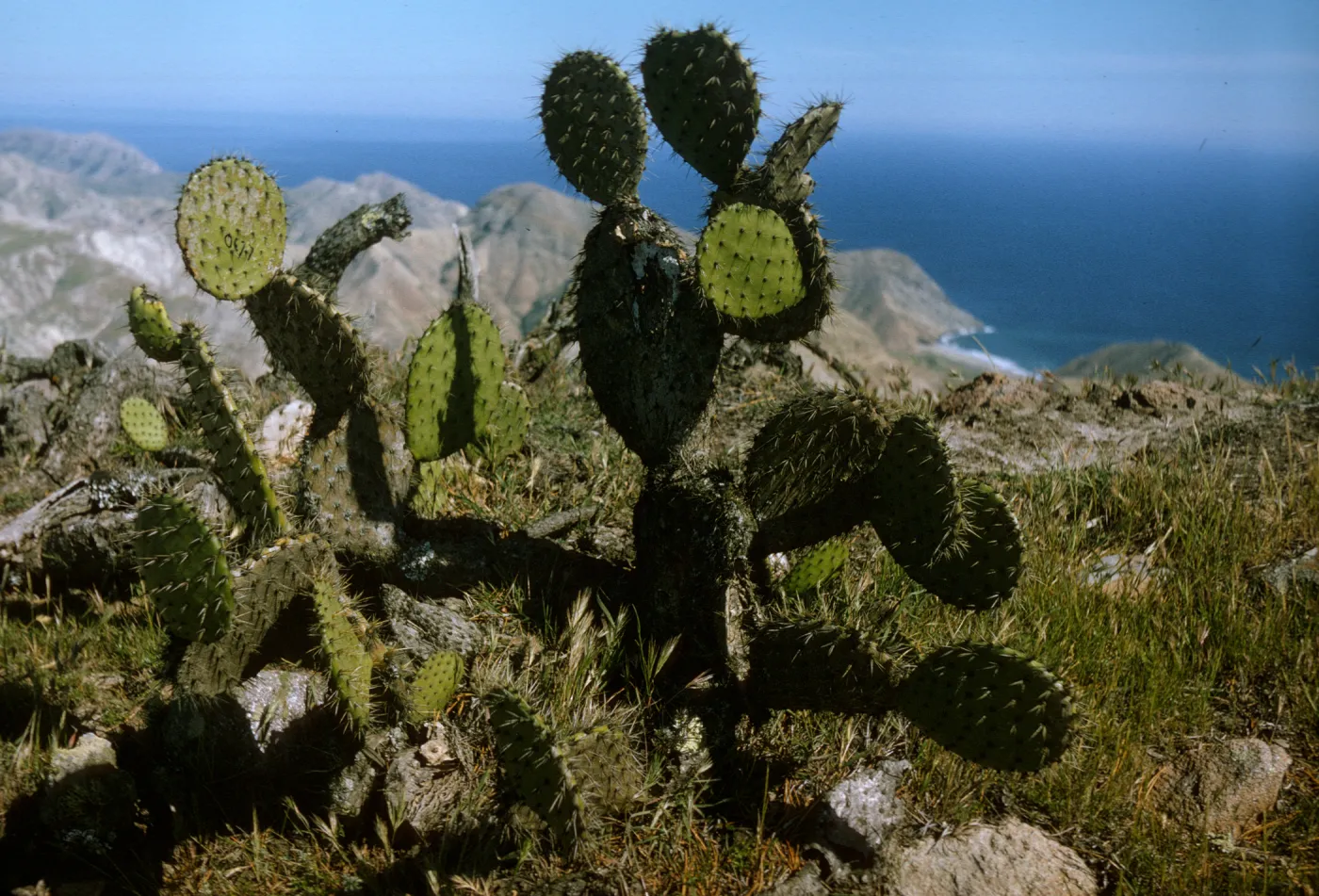 Opuntia oricola, above Laguna Beach, Santa Cruz Island