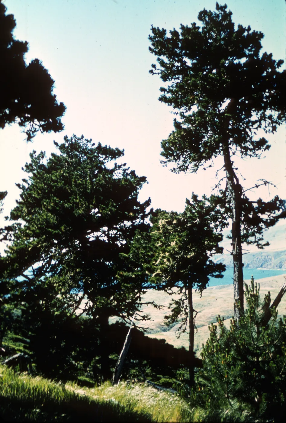 Santa Cruz Island