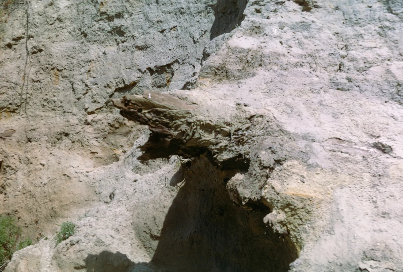 Santa Cruz Island, fossil log in sediment