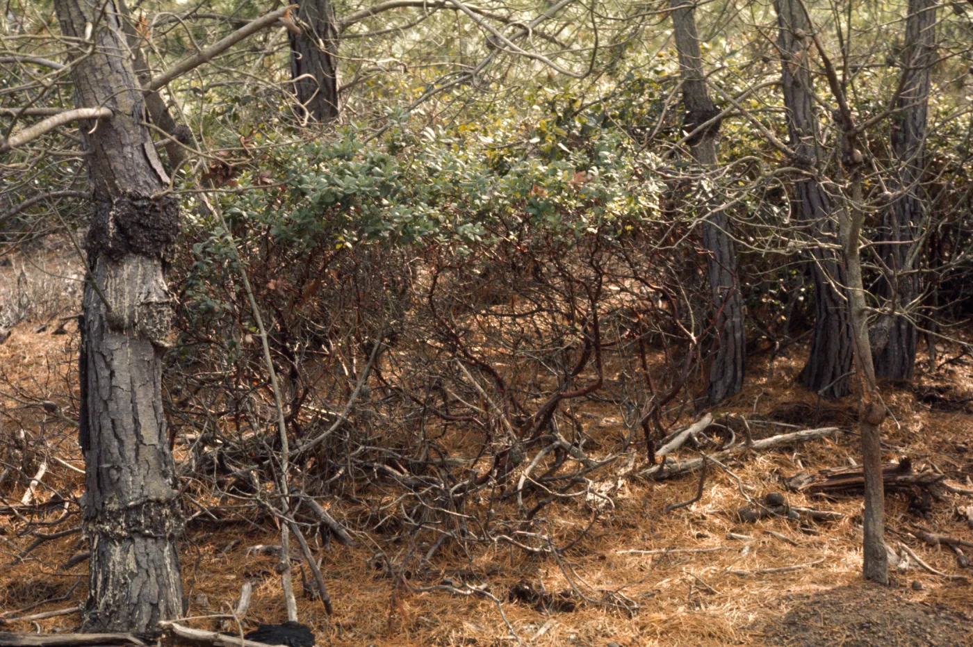 Santa Cruz Island