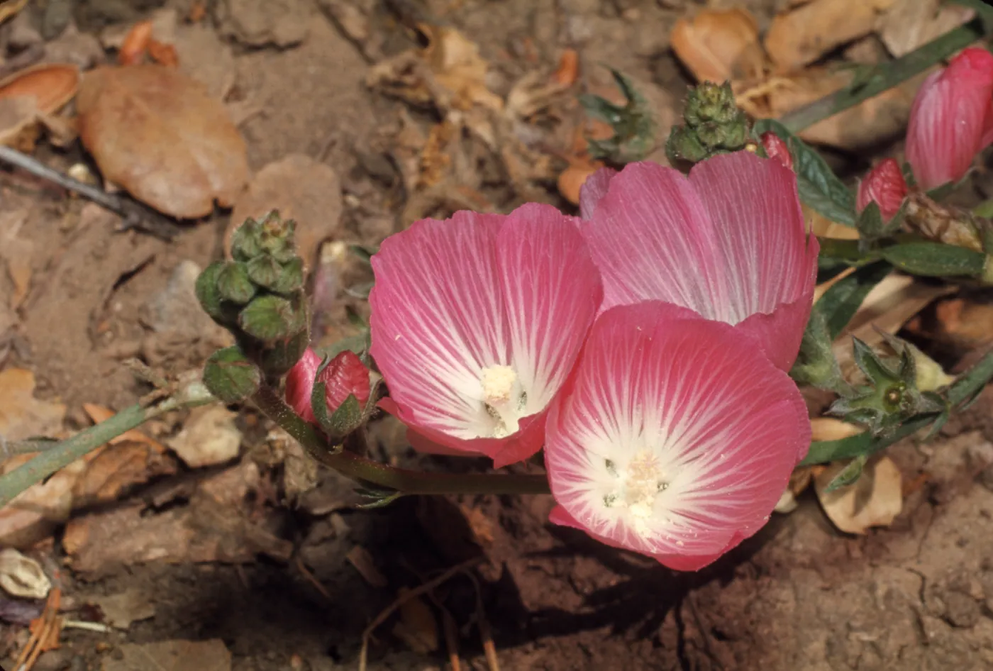 Sidalcea malviflora from Santa Cruz Island