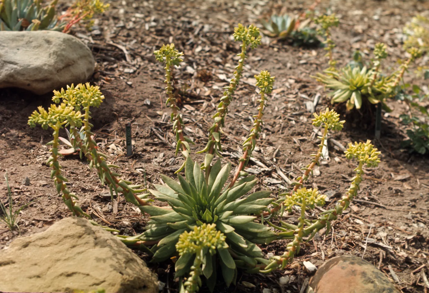 Dudleya greenei from Santa Cruz Island