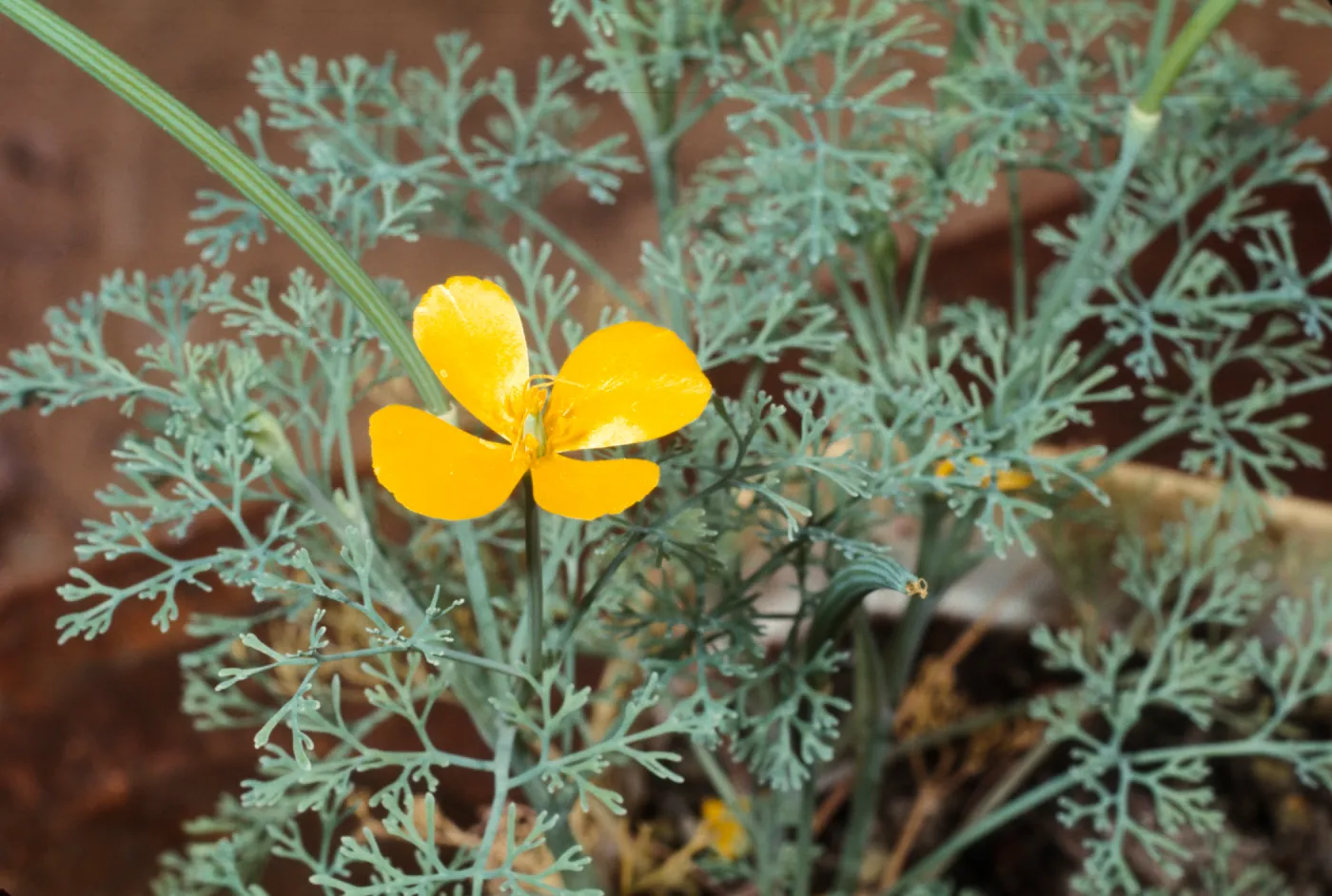 Eschscholzia ramosa from Santa Cruz Island