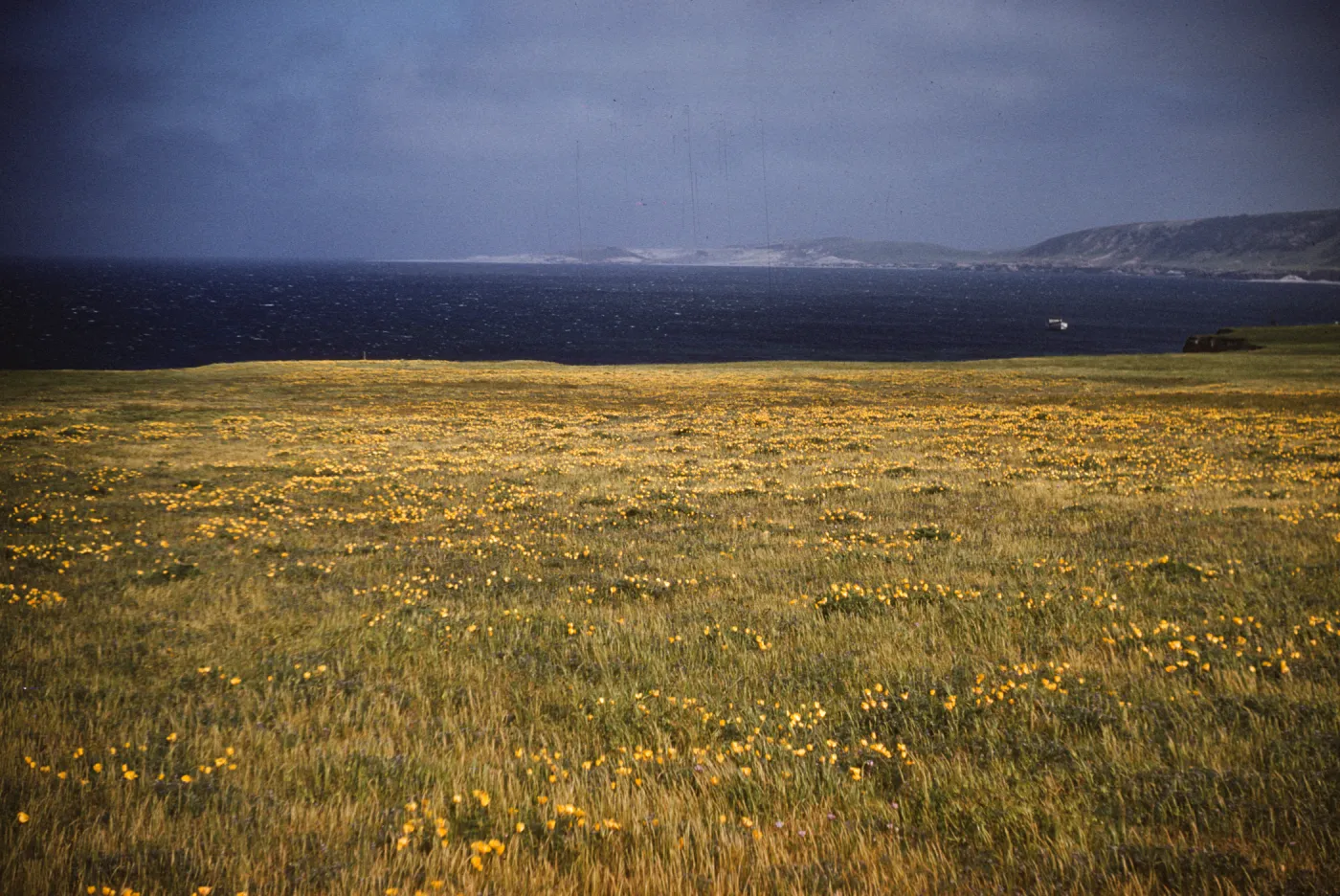 Santa Rosa Island, California poppies in pasture