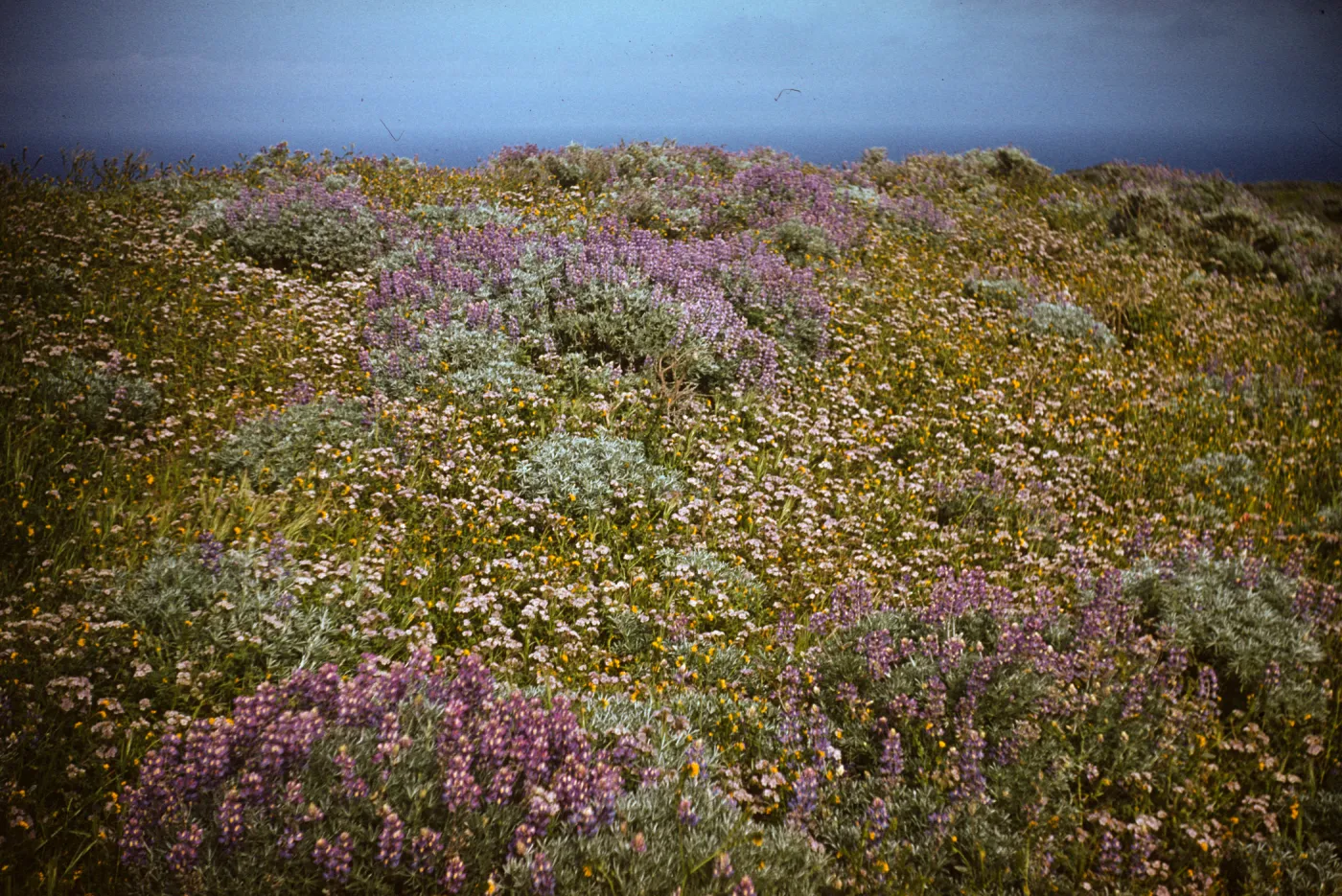 Phacelia (scorpionweed), Lupine & Sand Verbena in bloom on Santa Rosa Island