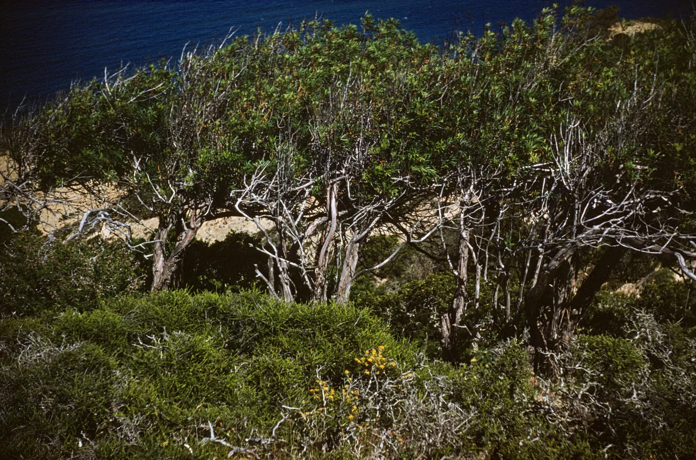 Island Ironwood trees on Santa Rosa Island