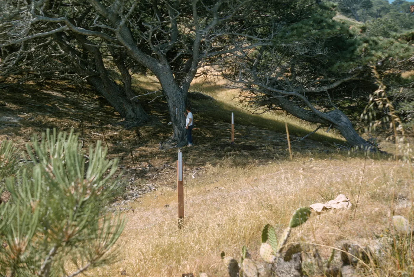 Lower Torrey Pines Station, Santa Rosa Island