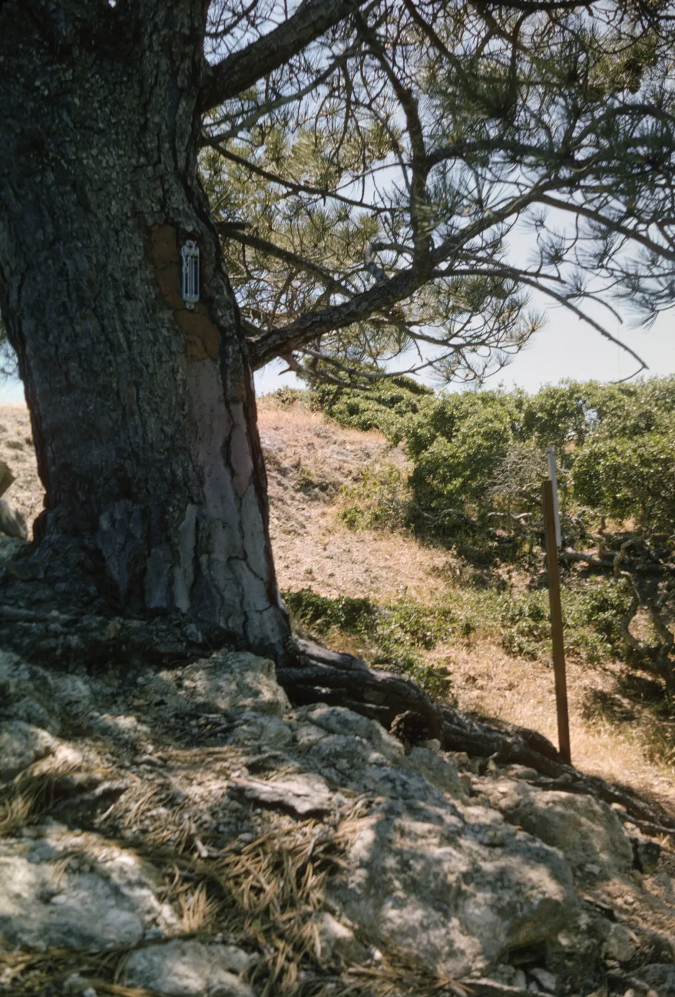 Upper Torrey Pines Station, Santa Rosa Island