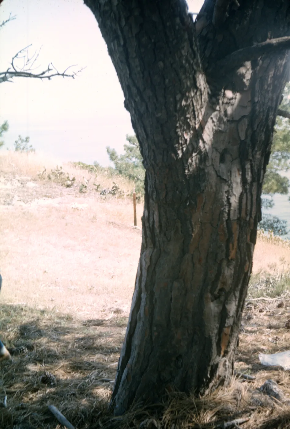Lower Torrey Pines Station, Santa Rosa Island