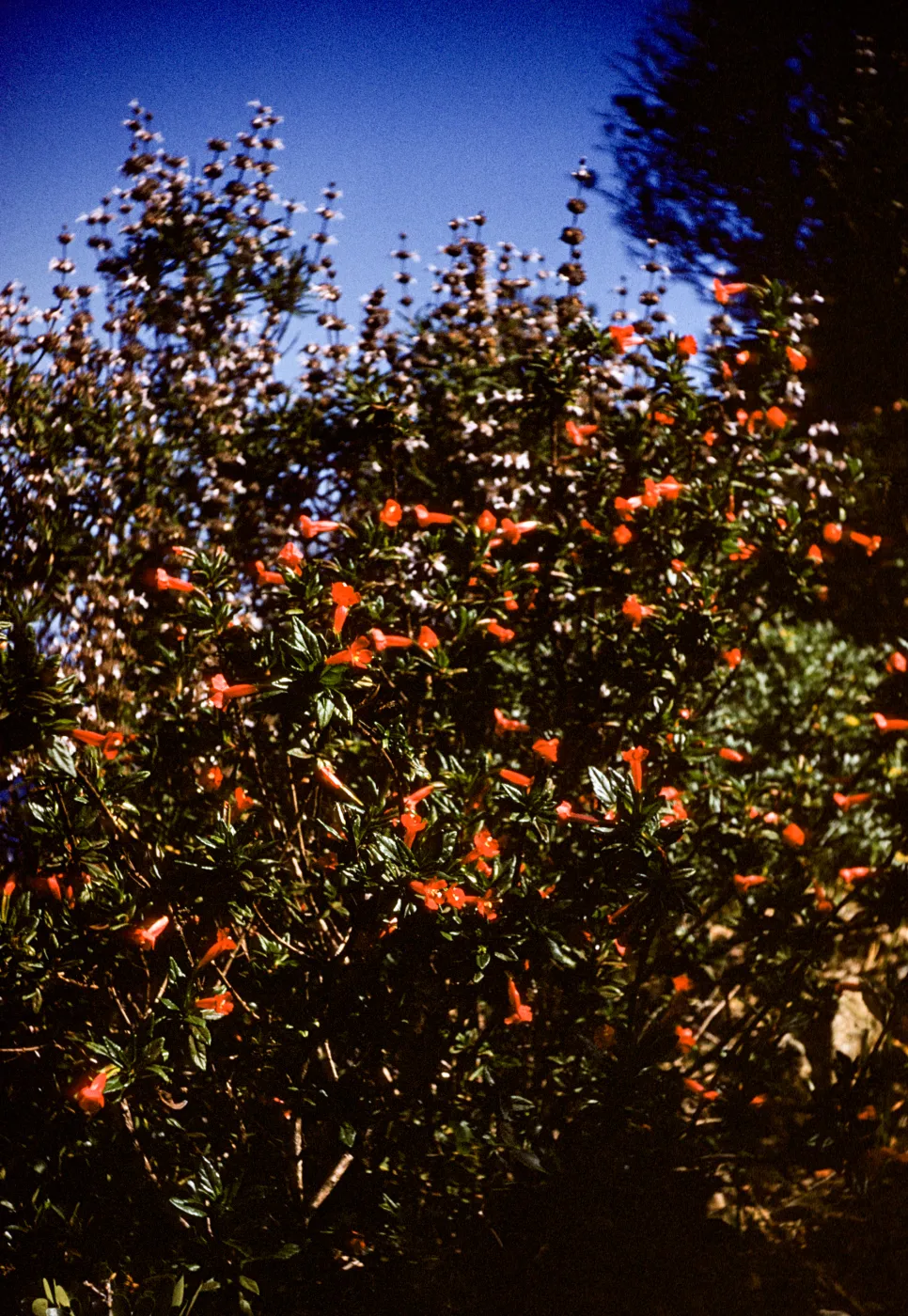 Diplacus parviflorus and Salvia brandegeei, Santa Rosa Island