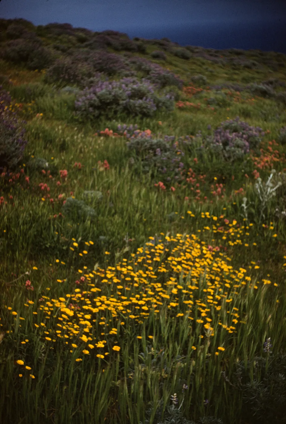 Goldfields, Castilleja & Lupine blooming on Santa Rosa Island
