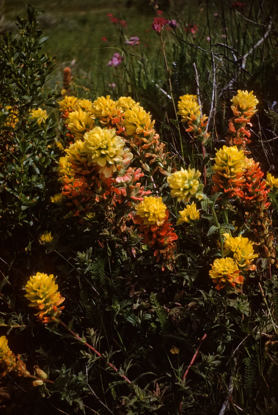 Castilleja blooming on Santa Rosa Island