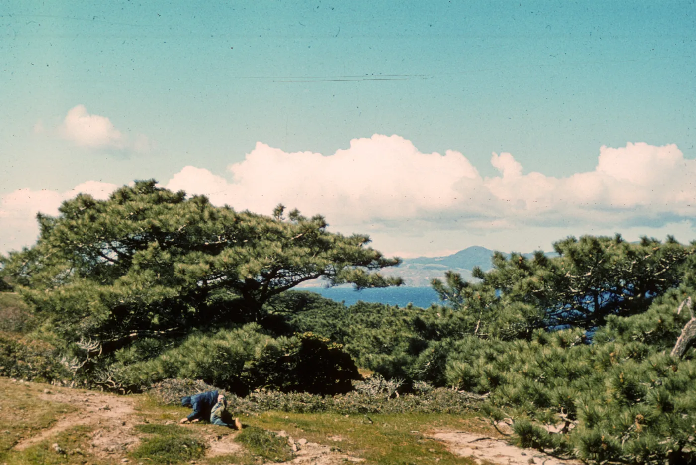 Torrey Pine Grove, Santa Rosa Island