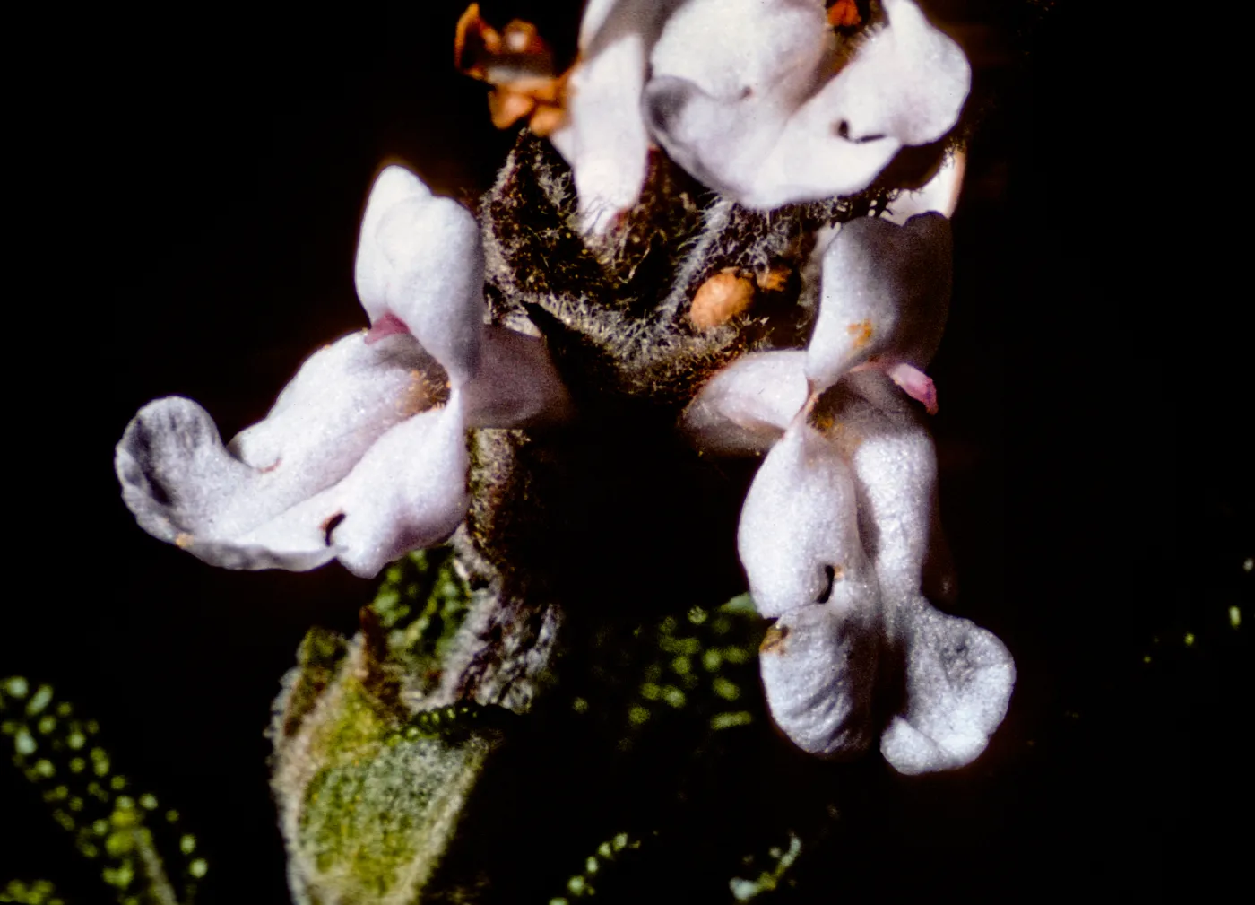 Salvia brandegeei from Santa Rosa Island, grown at SBBG