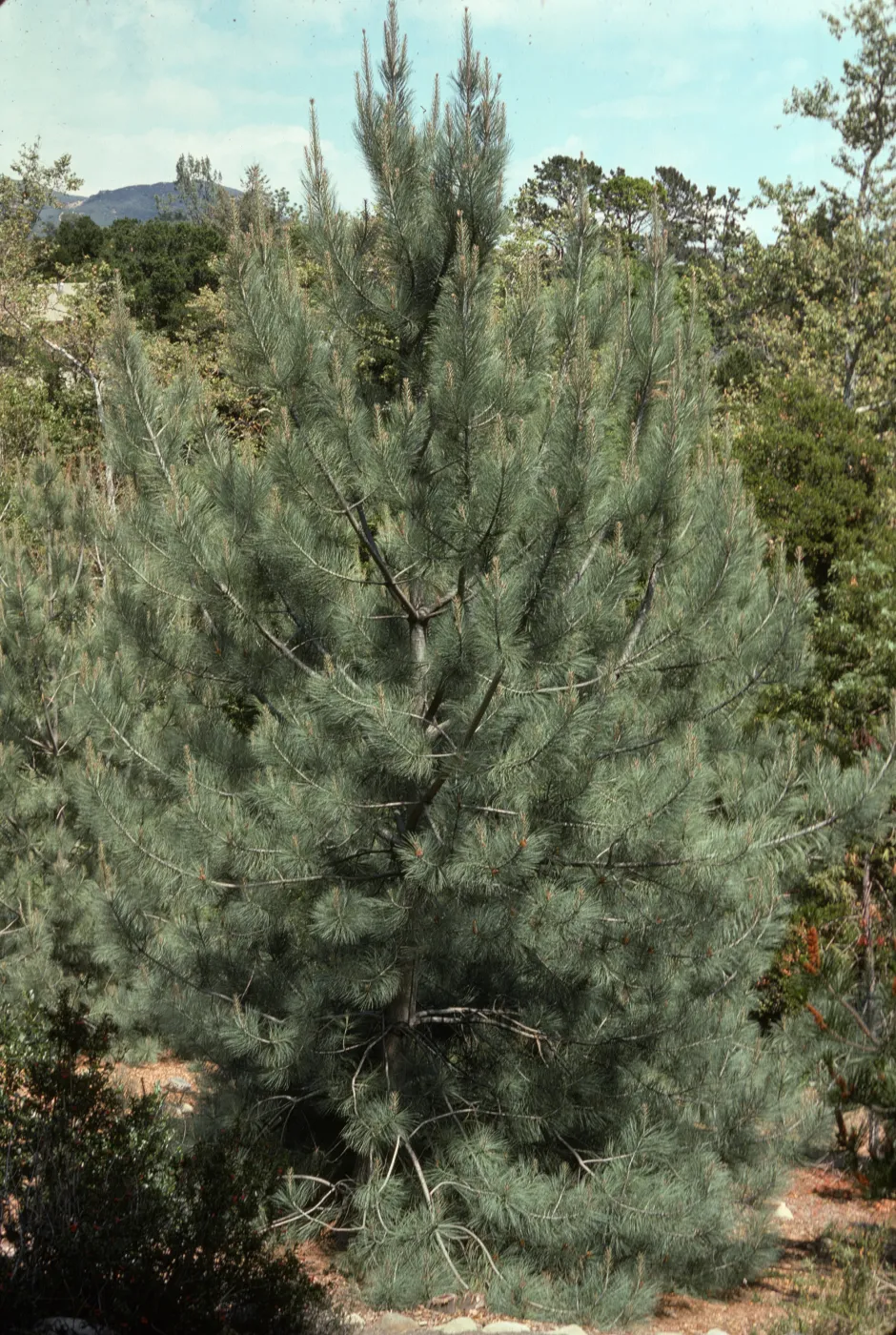 Pinus torreyana, Santa Rosa Island