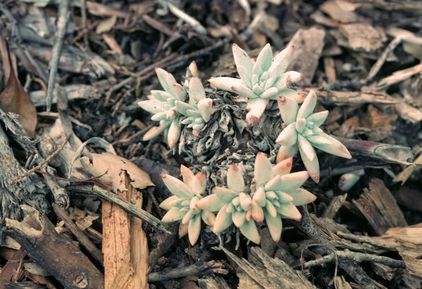 Dudleya greenei dwarf form