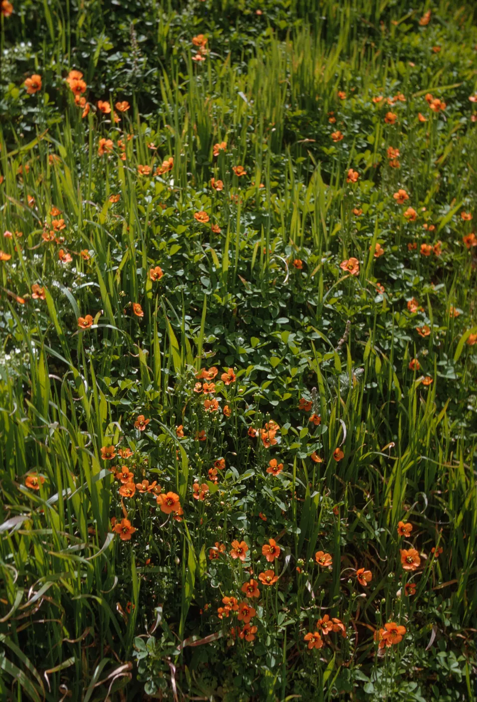plants on San Miguel Island, Willow Canyon