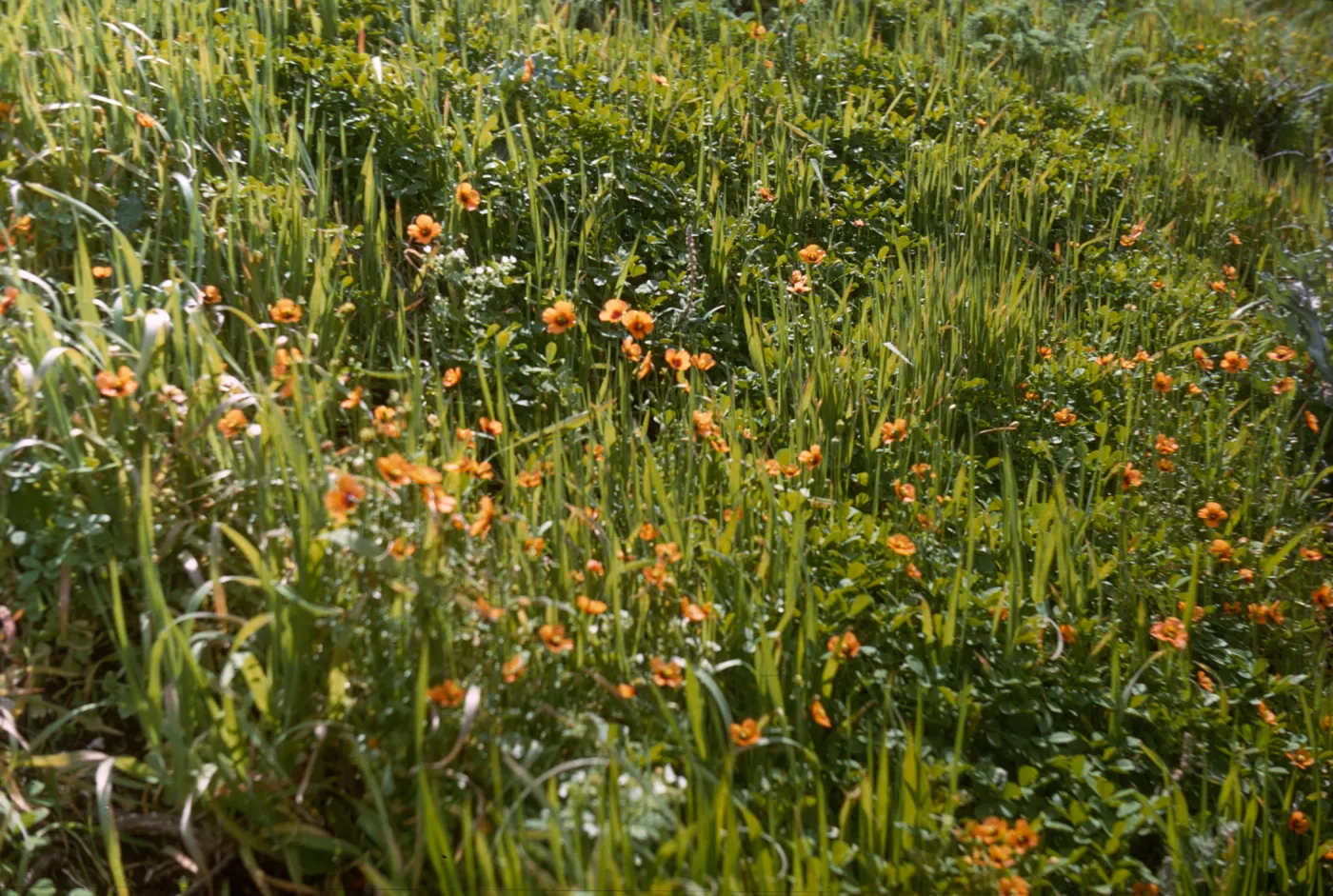 plants on San Miguel Island, Willow Canyon