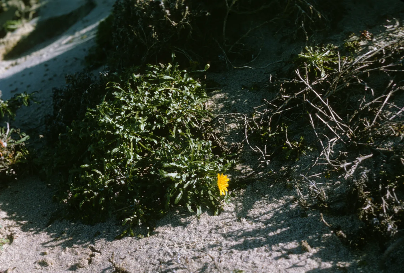 Malacothrix on San Miguel Island