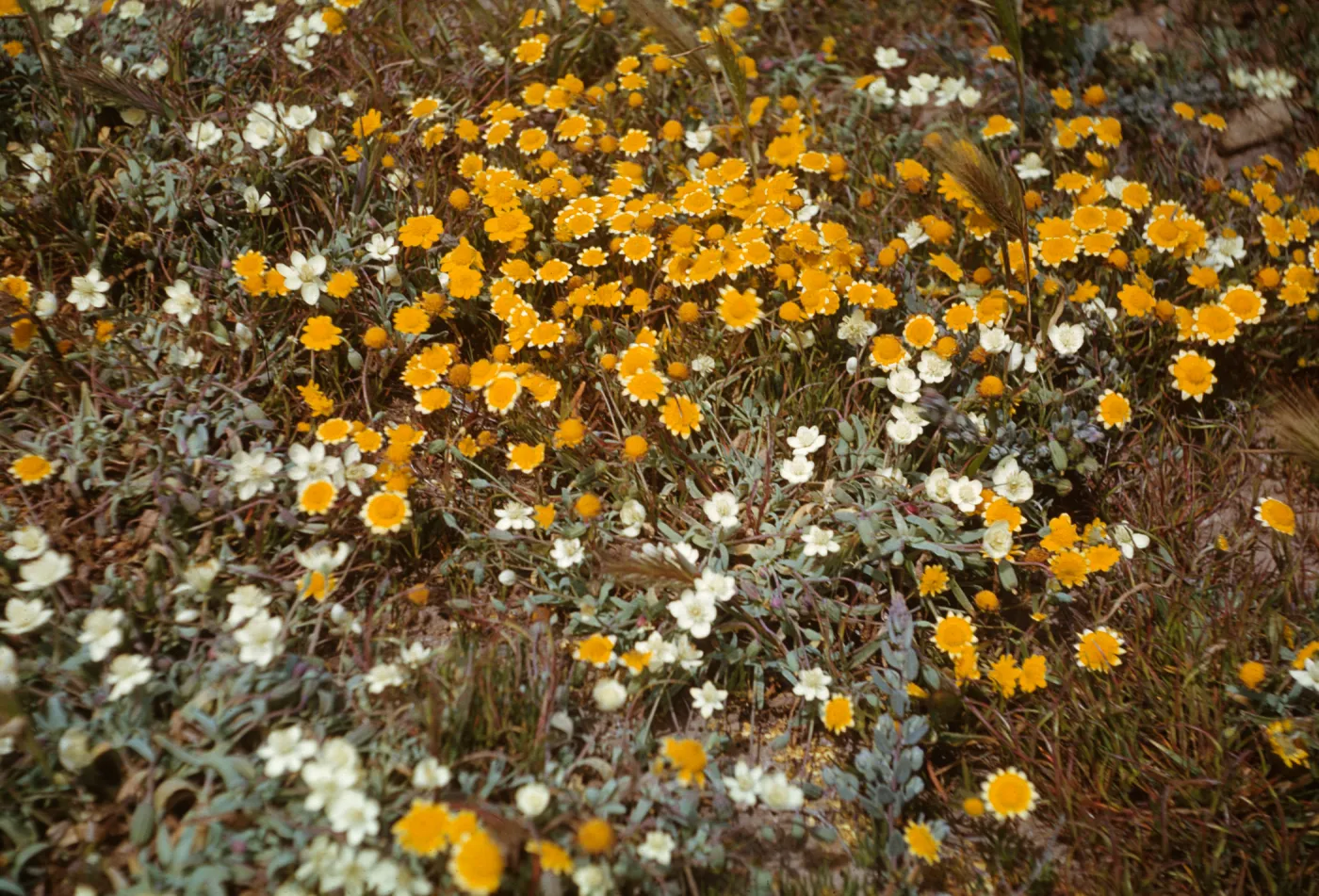 San Miguel Island, Cream cups and Lasthenia