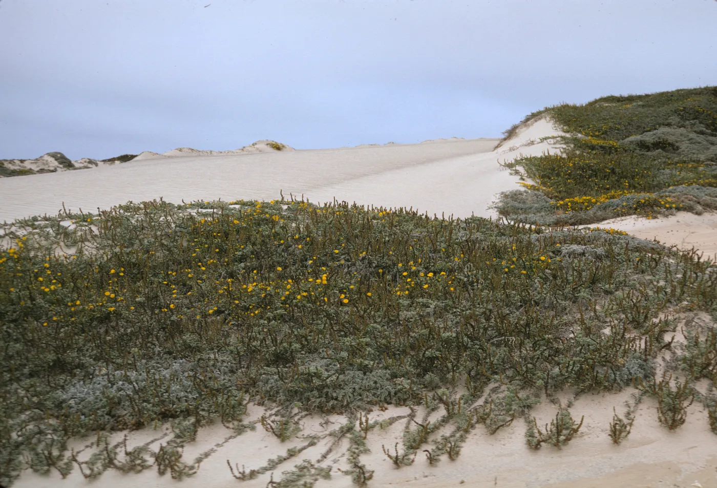 Dune on San Miguel Island