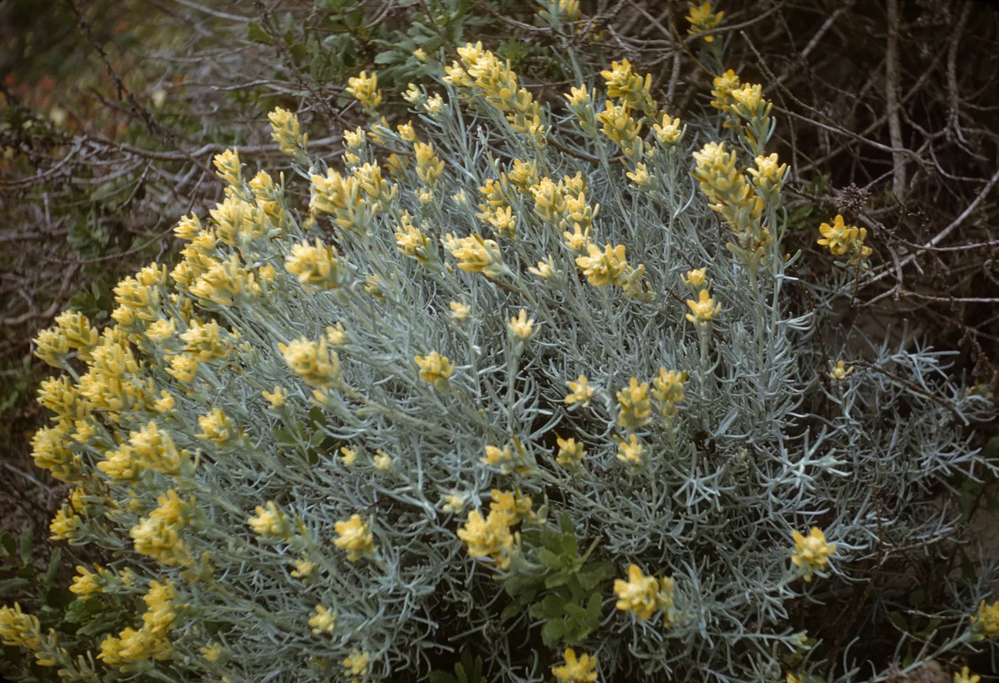 San Miguel Island, Castilleja hololeuca