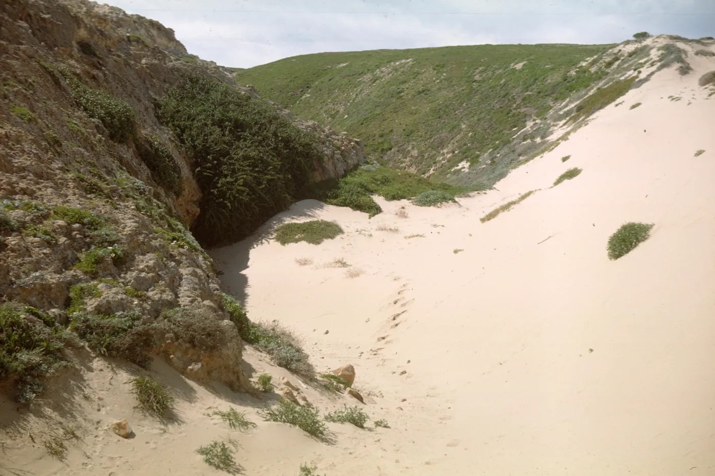 NPS dune drift measurement on San Miguel Island, Willow Canyon