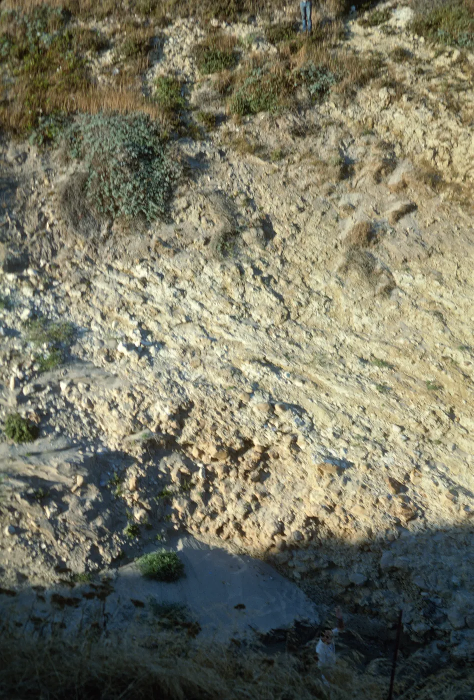 vegetation transect on San Miguel Island, Willow Canyon