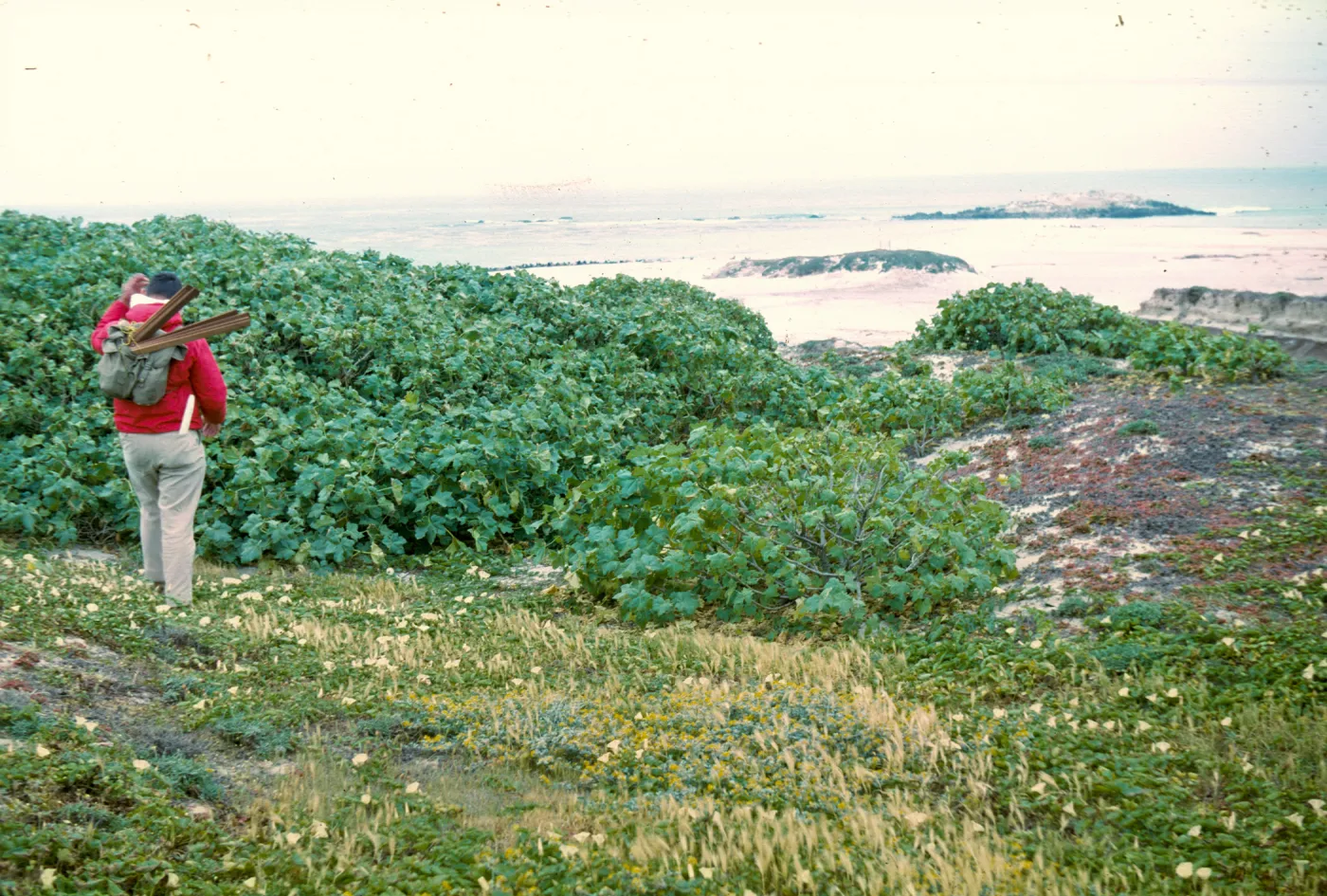 San Miguel Island, large Lavatera assurgentiflora colony